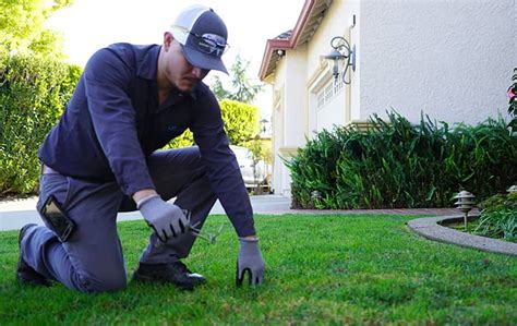 pest control whiteman|TOP 10 BEST Pest Control in San Jose, CA, United States .